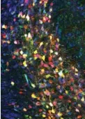  ??  ?? “Monet’s Garden,” left, and “He Wears His Heart on His Sleeve” are two of the works derived from cell images.