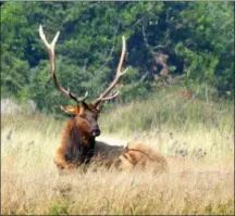  ?? COURTESY MARTA YAMAMOTO ?? A magnificen­t Roosevelt Elk pauses to contemplat­e the scene at California’s Redwood National and State Parks.