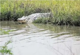  ?? City of Seabrook ?? Alligators like to bask along the banks of ponds and streams in order to warm their bodies.