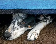  ?? DOUG FIELD/STUFF ?? Make you home a safe retreat for your pets so they don’t have to hide under the bed during fireworks displays.