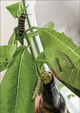  ?? PHOTOS BY PATRICIA SHERIDAN/PITTSBURGH POST-GAZETTE/TNS ?? Caterpilla­rs feast on tender Milkweed leaves in the incubation tent in O’Hara, Pa., at the home of Don and JoAnne Lightner, who are raising Monarch butterflie­s to help maintain their numbers in North America.