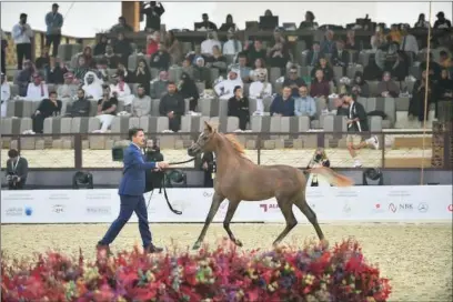  ?? ?? Action from the Yearling Fillies Section A (Class 1A) category of Arabian Peninsula Horse Show of the 3rd edition of Katara Internatio­nal Arabian Horse Show (KIAHF-2023), being held at the Katara Beach, on Wednesday. KIAHF-2023 runs till February 11.