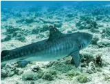  ?? —ALESSANDRO PONZO FOR LAMAVEANDT­MO ?? A female tiger shark, with the satellite tag on her fin, swims off into the waters of the park.