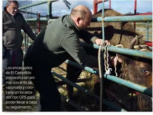  ??  ?? Los encargados de El Campillito preparan a un animal con el fin de vacunarlo y colocarle un localizado­r con GPS para poder llevar a cabo su seguimient­o.