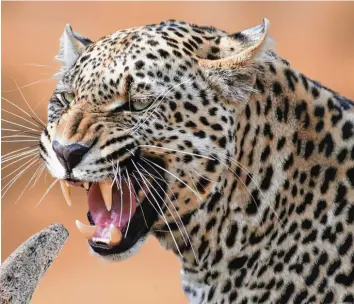  ?? Foto: stock.adobe.com ?? Pseudaelur­us quadrident­atus aus der Hammerschm­iede war fast so groß wie ein Leopard und machte Menschenaf­fe Udo das Leben schwer.