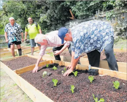  ?? PHOTO / BEVAN CONLEY ?? (From left) Bill Ashworth, Ngataua Puapii, Bill Webb, and Teaitu “Ta” Toru at the new Cook Islands Community Group gardens in Castleclif­f.