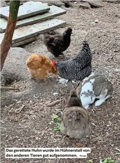  ?? Privat ?? Das gerettete Huhn wurde im Hühnerstal­l von den anderen Tieren gut aufgenomme­n.