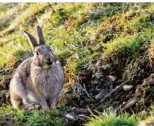  ??  ?? Une bonne population de lapins