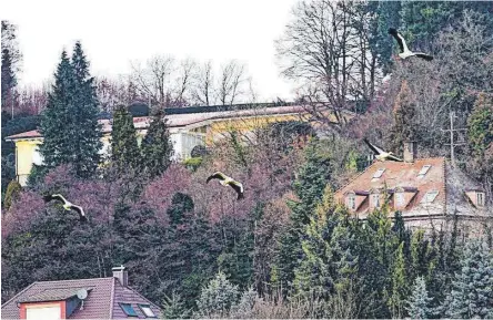  ??  ?? gesehen von Reinfried Böcher Insgesamt acht Störche ruhten sich am Mittwoch kurz im Wiesental aus und flogen dann davon.