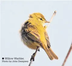  ?? ?? Willow Warbler.