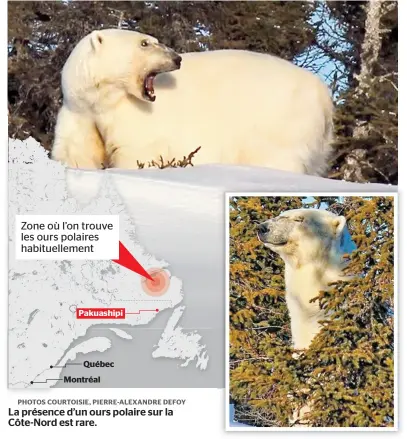  ??  ?? Zone où l’on trouve les ours polaires habituelle­ment La présence d’un ours polaire sur la Côte-nord est rare.