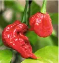  ??  ?? ‘Carolina Reaper’: For something to blow your socks off, this is the ho est chilli in the world! Small, wrinkly fruit are very hot indeed.