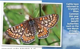  ?? ?? Cattle have returned to Crynant’s Rhos Common this year and will benefit butterflie­s such as the rare Marsh Fritillary butterfly.