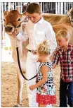  ?? TY GREENLEES / STAFF ?? Brayden Keating , 13, leads his cow with help from family members Lyllia, 4, and Holt, 5, at the Montgomery County Fair on Thursday.