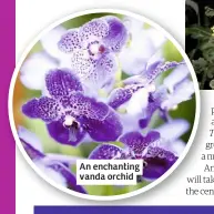  ??  ?? An enchanting vanda orchid