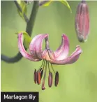  ??  ?? Martagon lily