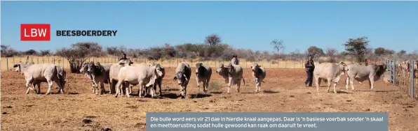  ??  ?? Die bulle word eers vir 21 dae in hierdie kraal aangepas. Daar is ’n basiese voerbak sonder ’n skaal en meettoerus­ting sodat hulle gewoond kan raak om daaruit te vreet.