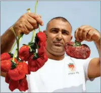  ?? ?? An Israeli farmer displays a 289-gram strawberry (right) on Feb 17 that was found in his field in Kadima village. It is the world’s heaviest strawberry, according to Guinness World Records. AFP