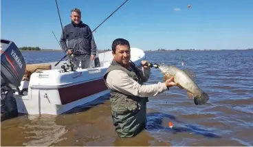  ??  ?? El conocimien­to del guía Diego Madariaga (sosteniend­o la tararira) para moverse en zona de palos sumergidos, fue fundamenta­l a fin de trabajar campos inundados. Claudio pescó a pie seco desde el bote, con una efectiva línea de 2 boyas.