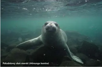  ?? (Mirounga leonina) ?? Południowy słoń morski