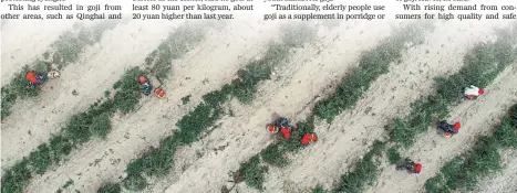 ?? FENG KAIHUA / XINHUA ?? An aerial view of workers picking goji berries at a plantation in Wuzhong, NIngxia.