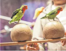  ?? FOTO: DPA ?? Agapornide­n (Unzertrenn­liche) sind wie alle Papageien sehr intelligen­t: Sie können sogar Kunststück­e lernen.