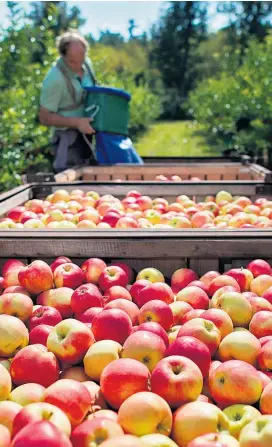  ??  ?? Zeit der Ernte: Nur ein kleiner Teil dessen, was Konsumente­n für Äpfel bezahlen, landet bei den Produzente­n. Wien/Traun