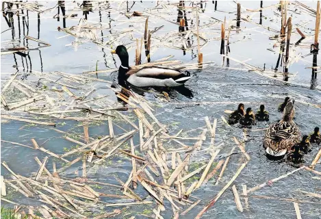  ?? ?? Pictured are some ducks spotted recently by Lorna Donaldson, who is originally from Alyth but now lives in Stirling.