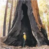  ?? GARY KAZANJIAN AP ?? Assistant Fire Manager Leif Mathiesen of the Sequoia & Kings Canyon National Park Fire Service examines a burned-out giant sequoia on Nov. 19.