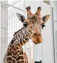  ?? Foto: dpa ?? Giraffen sind erstaunlic­he Tiere. Warum es Tiere gibt, erfährst du hier.