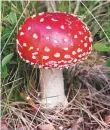  ??  ?? A poisonous mushroom.
■
Picture used for illustrati­ve purpose only.