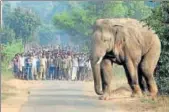  ?? PTI ?? An elephant, part of a herd from Dalma of Jharkhand, entering a village in Odisha’s Balasore on Sunday.