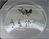  ?? JAKE HUTCHISON — ENTERPRISE-RECORD ?? An assortment of ticks collected by the Butte County Mosquito and Vector District on display in Oroville on Monday.