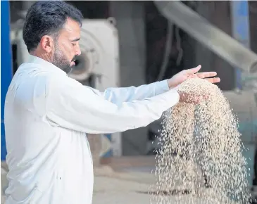  ?? PHOTOS BY AFP ?? After three years of drought and declining rainfall, Iraq’s amber rice production will be only symbolic in 2022.