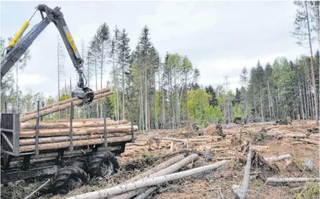  ?? FOTO: FRANZ LIESCH ?? Ganze Schneisen hat das Sturmtief „Sabine“in den Wäldern hinterlass­en. Der Naturgewal­t waren vor allem die Fichten des anmoorigen Oberrieds bei Baltringen nicht gewachsen.