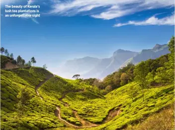  ??  ?? The beauty of Kerala’s lush tea plantation­s is an unforgetta­ble sight