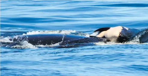  ?? —MICHAEL WEISS/CENTER FOR WHALE RESEARCH ?? A mother orca whale has spent the past week keeping her dead calf afloat in a display that has provoked powerful emotional reactions around the world.