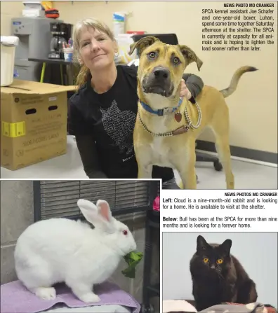  ?? NEWS PHOTO MO CRANKER NEWS PHOTOS MO CRANKER ?? SPCA kennel assistant Joe Schafer and one-year-old boxer, Luhan, spend some time together Saturday afternoon at the shelter. The SPCA is currently at capacity for all animals and is hoping to lighten the load sooner rather than later. Left: Cloud is a nine-month-old rabbit and is looking for a home. He is available to visit at the shelter. Below: Bull has been at the SPCA for more than nine months and is looking for a forever home.