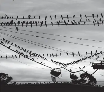  ??  ?? Grackles, William Dylan Powell says, “roam in packs of hundreds, always giving you the side-eye.” Dave Rossman / Contributo­r