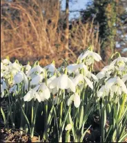  ??  ?? Snowdrops A living memorial to Dunblane victims