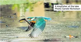  ??  ?? A kingfisher at the lake Photo: Sandie Nicholson