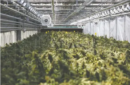  ?? COLE BURSTON/BLOOMBERG FILES ?? Canntrust Holdings, under investigat­ion for unlicensed growing of cannabis, could face large fines and more serious charges under Division 1, the criminal portion of the Cannabis Act, a cannabis lawyer said.