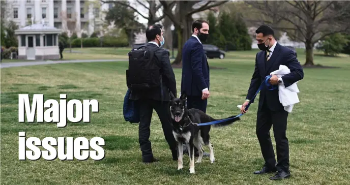  ?? Ap ?? ‘NIPPED’: A handler walks Major, one of President Biden and first lady Jill Biden’s dogs, on the South Lawn of the White House in Washington on Wednesday. Below, Biden poses with his newly adopted pup in Wilmington, Del., in 2018.