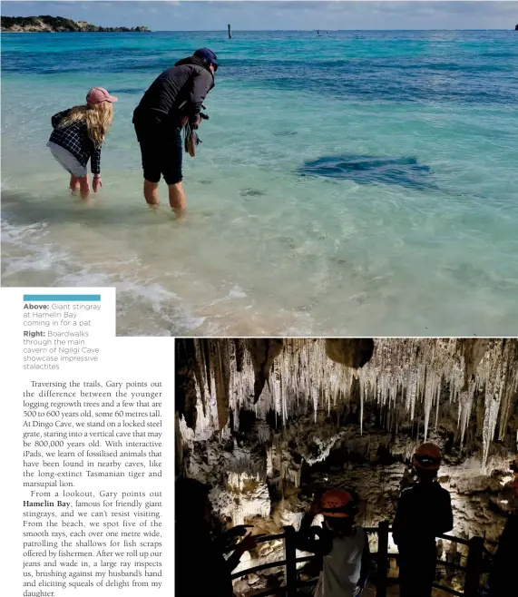  ??  ?? Above: Giant stingray at Hamelin Bay coming in for a pat Right: Boardwalks through the main cavern of Ngilgi Cave showcase impressive stalactite­s