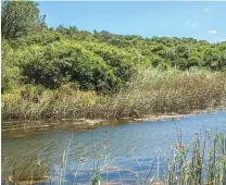  ??  ?? The lush vegetation around the Kariega River.