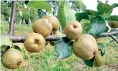  ??  ?? Pears planting in Uva region estates