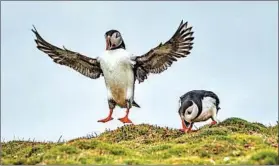  ?? POSEIDON EXPEDITION­S ?? Travelers may see puffins on Ireland’s Skellig Islands on a cruise to out-of-the-way spots.