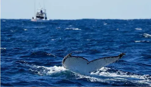  ?? ?? Une baleine à bosse plonge au large de Port Stephens, en Australie.