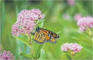  ?? 123RF ?? There are some easy steps you can use to make your garden butterfly friendly.