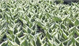  ?? COSTA FARMS VIA AP ?? Patriot Hosta’s variegated green and white leaves and are a great choice in a non-flower garden, says Justin Hancock of Costa Farms.